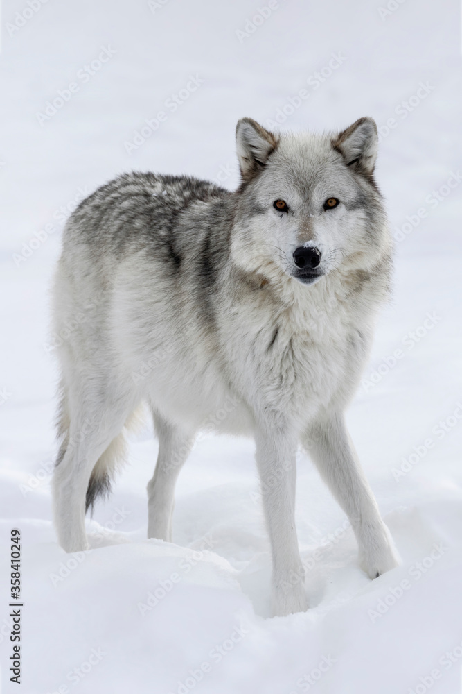 Gray Wolf adult