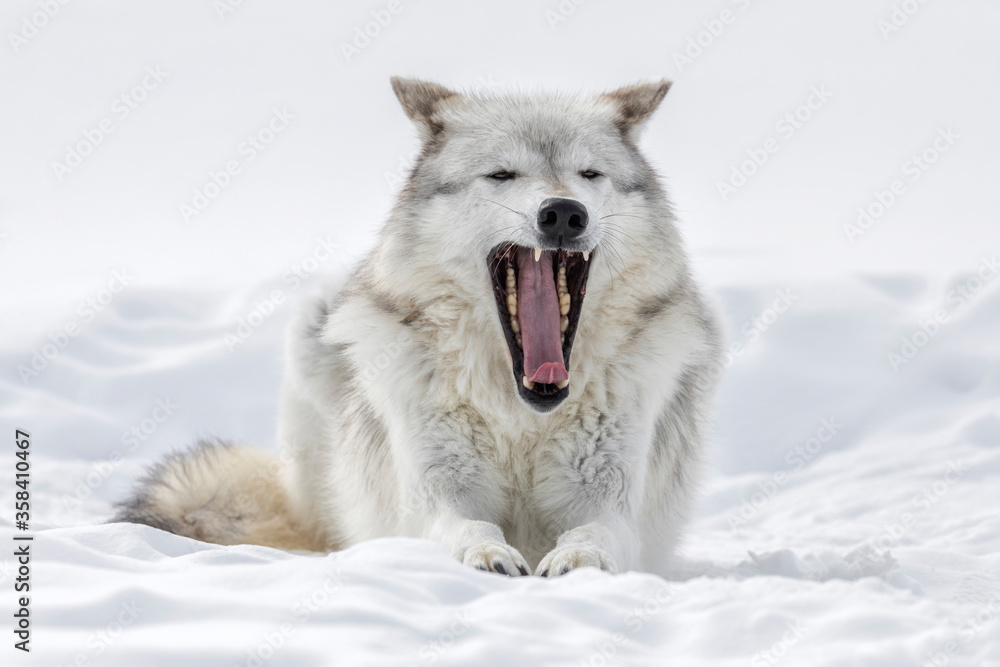 Obraz premium Grey Wolf yawning