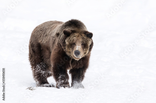 Grizzly Bear in the snow