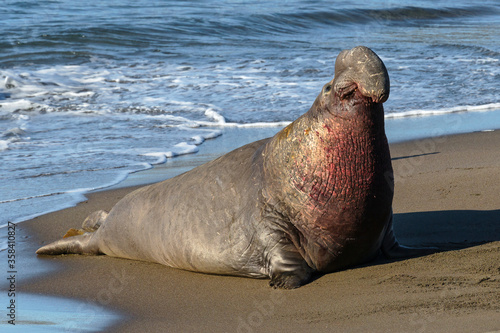 Obraz na plátně Northern Elephant Seal battled scared bull