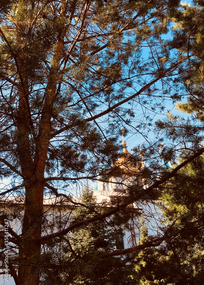 Obraz premium trees in the autumn