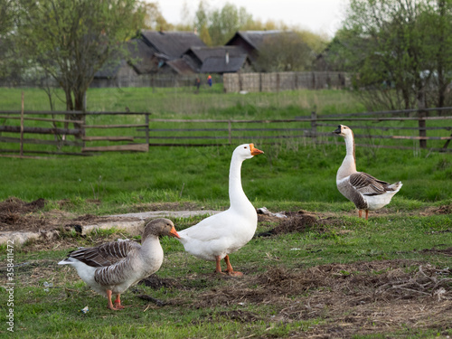 Village geese graze in the grass