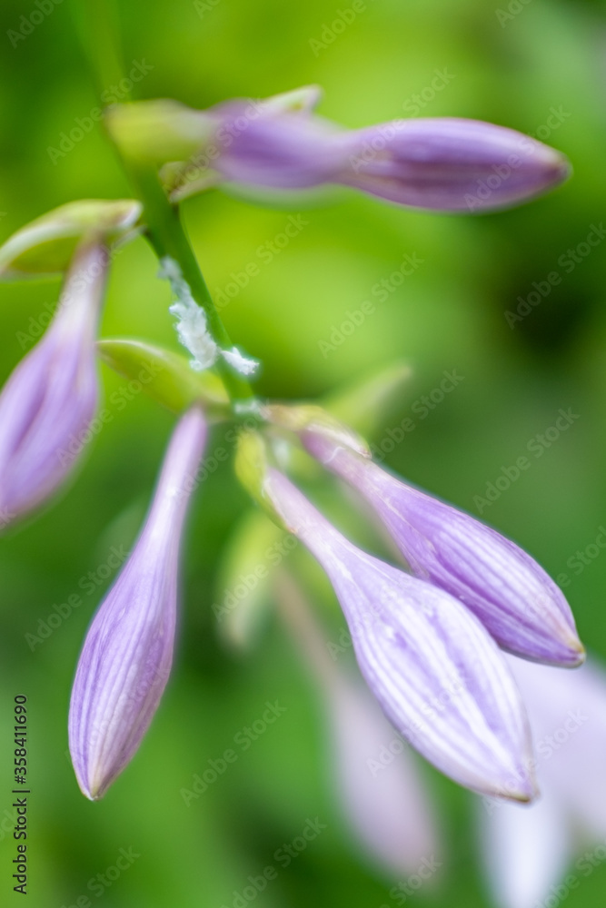 close up of a purple flower close up of a purple flower