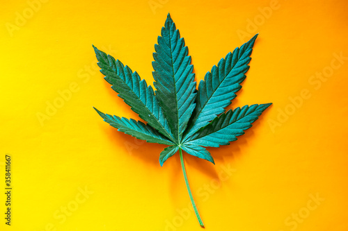 Fresh green Cannabis leaf on the surface