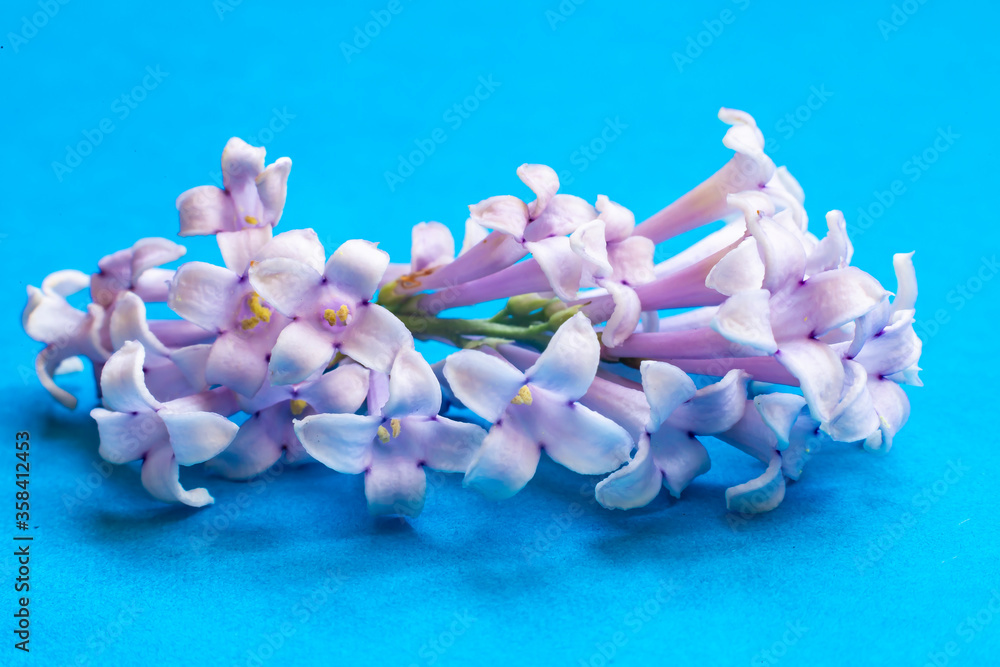 Obraz premium Branch of a Lilac Bush with flowers.