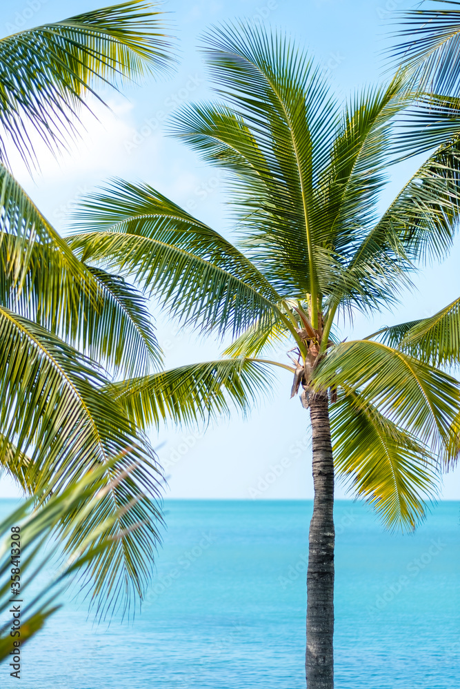 Fototapeta premium Green palm trees, sea water and blue sky on sunny day, tropical background.