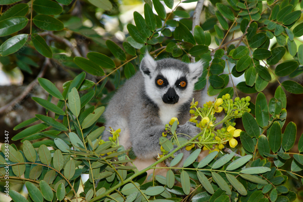 Ring-tailed lemur sitting in a tree with yellow flowers, Berenty, Madagascar
