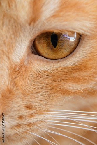 Cat's face and eye close up. Close-up portrait of redhead cat. Hazel eye of a cat, close-up.Close up profile portrait of cute ginger cat. Selective focus