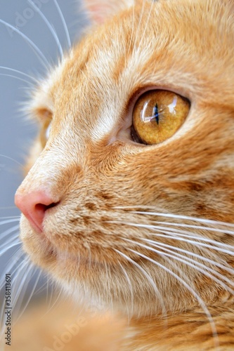 Cat's face close up. Close-up portrait of redhead cat. Eye, nose and mouth of a cat, close-up. A beautiful cat close up, profile portrait of cute ginger cat. Selective focus