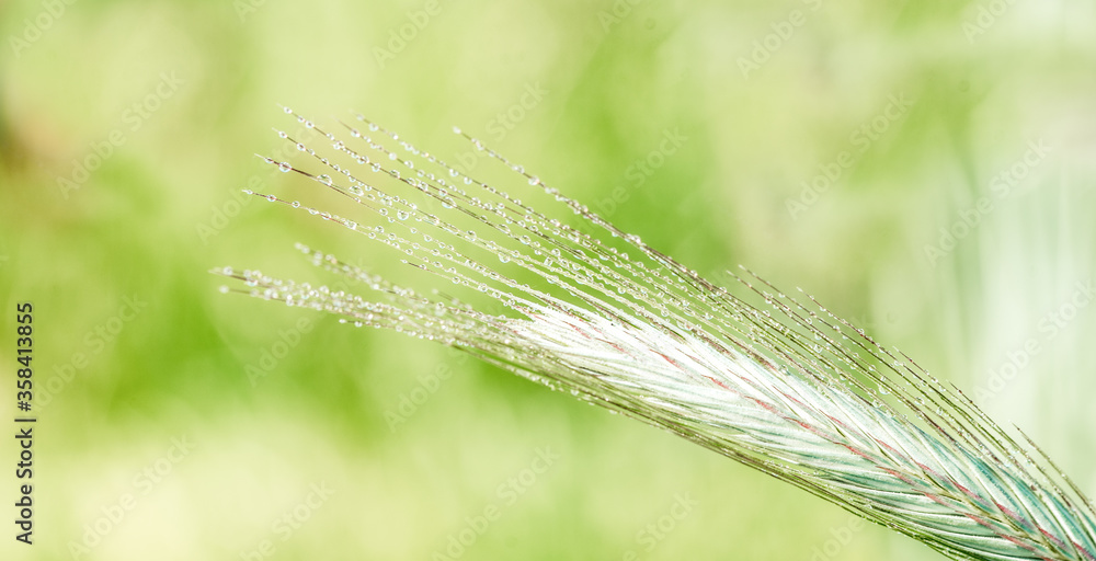 Fototapeta premium ears of corn in the field, macro a drop of dew or rain. Wheat ear in droplets of dew in nature on a soft blurry gold background