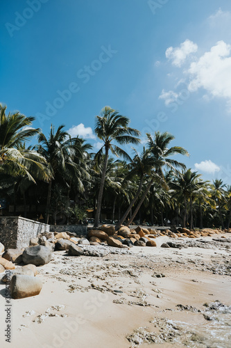 Grove of palm trees by the sea on the tropical beach. photo