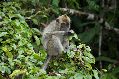 Long-tailed macaque (crab-eating macaque) sitting in tree along Sungai Kinabatangan (Kinabatangan River), Sukau, Sabah (Borneo), Malaysia