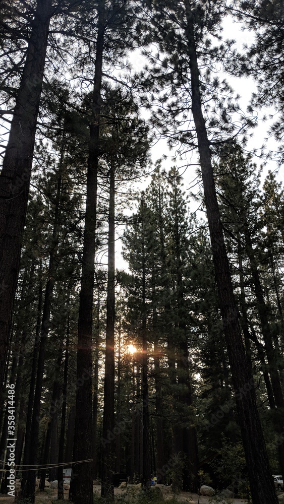 Obraz premium Sticks 2