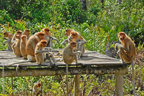 Photography Group of proboscis (long-nosed) monkeys eating on feeding platform, Labuk Bay Pr