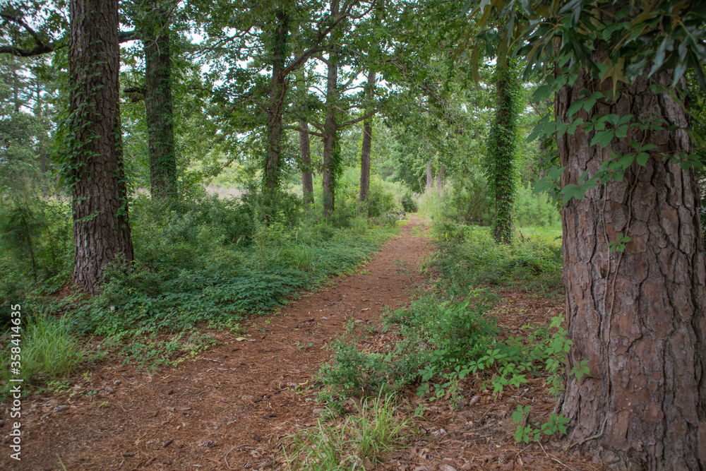 Carolina Forest Pathway through the Woods Carolina Forest Pathway through the Woods