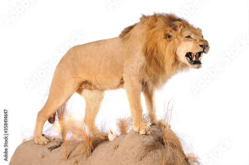  lion full body mount taxidermy