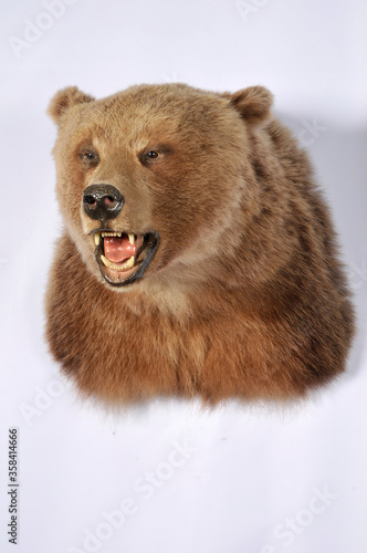 Cuadro en lienzo Grizzly bear shoulder mount taxidermy