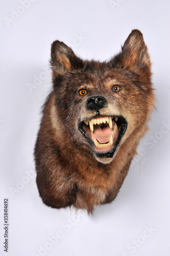 Wolf shoulder mount taxidermy photo
