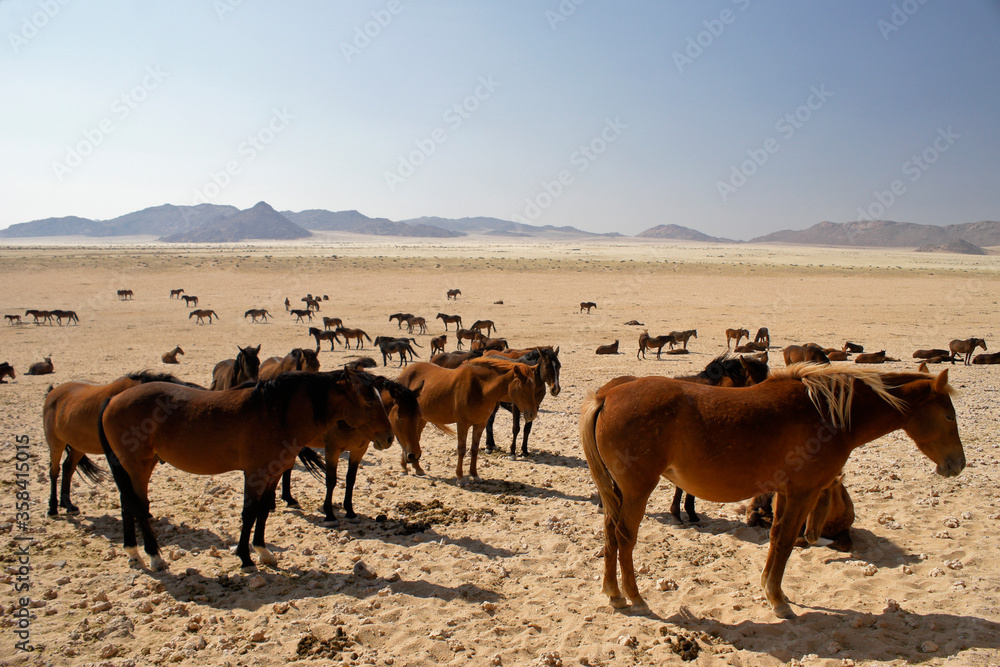 Obraz premium Garub Namib feral horses near Aus, Namibia