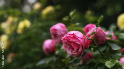 Wallpaper Mural Rosen Torontodigital.ca