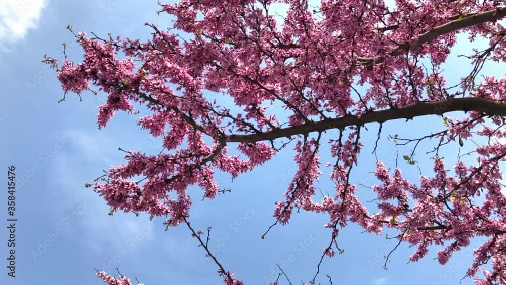 Blossoming flowers on a blue sky background and with a few bees flying on them. Slow motion footage. Blossoming flowers on a blue sky background and with a few bees flying on them. Slow motion footage.