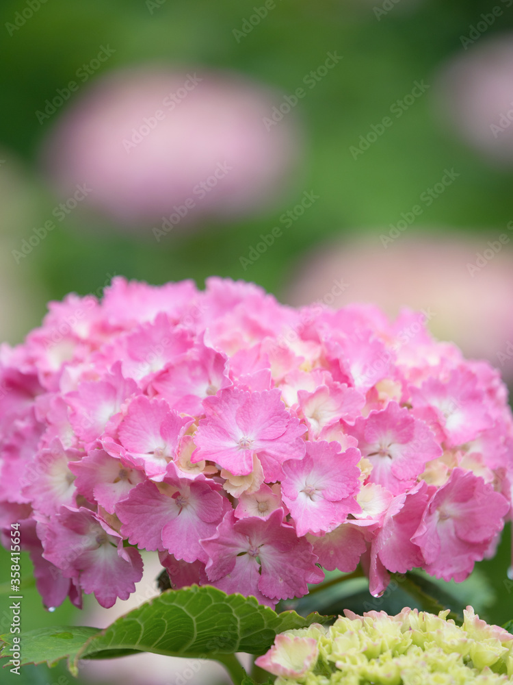 Fototapeta premium アジサイの花