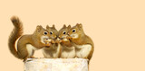 Four cute squirrels on a birch log, sharing seeds.