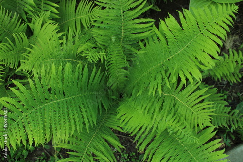 Fern plants in a shadowy place