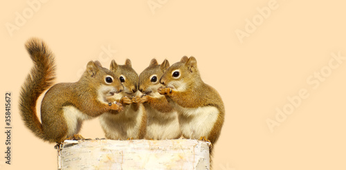 Four cute squirrels on a birch log, sharing seeds.