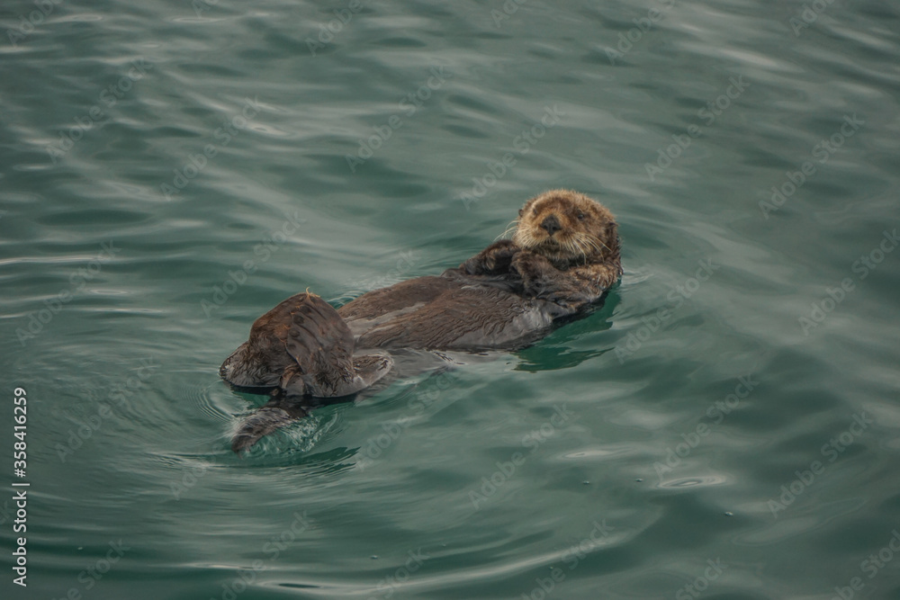 Kachemak Bay, Alaska, USA: A sea otter (Enhydra lutris), an entirely aquatic marine otter of North Pacific coasts, floating on its back.
