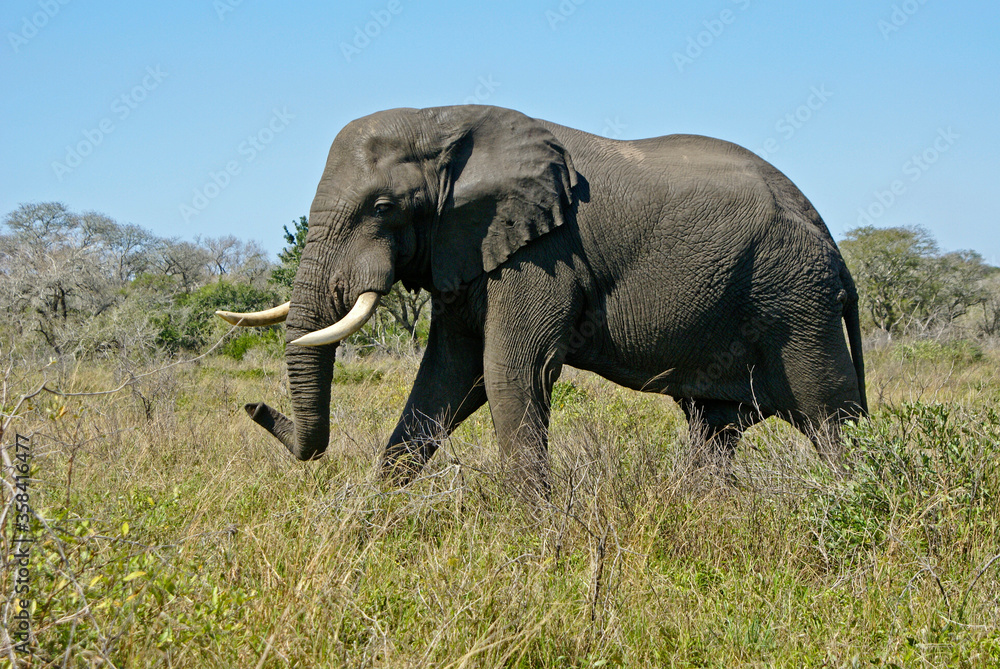 Bull elephant walking through grass at Tembe National Elephant Park, Kwazulu-Natal, South Africa