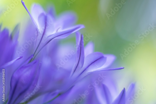Fototapeta Naklejka Na Ścianę i Meble -  purple triteleia flower