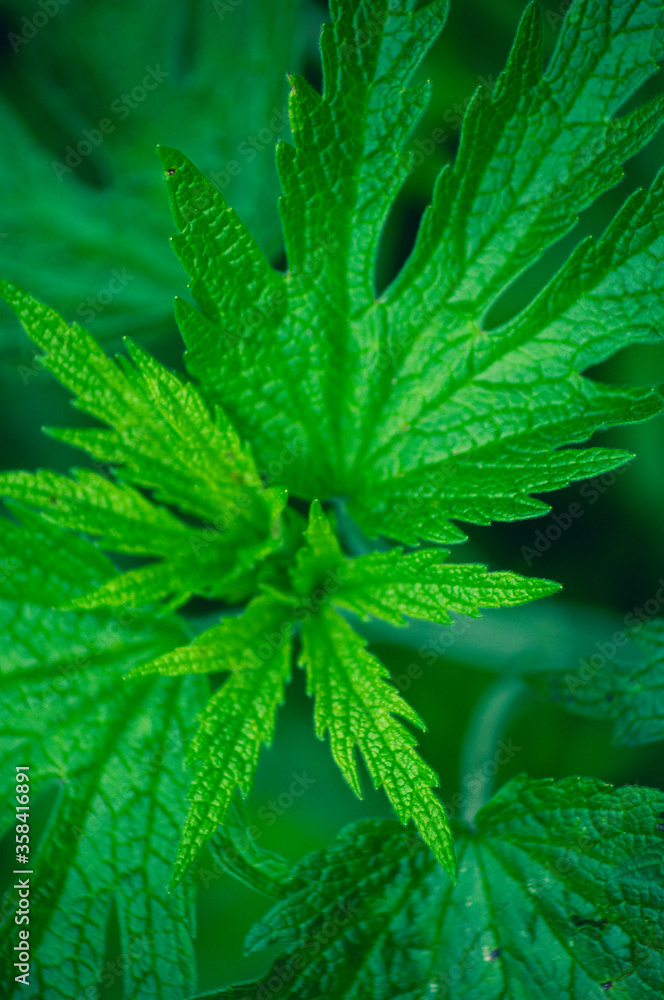 spring background. young green leaves spring background. young green leaves