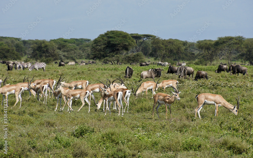 Grant's gazelles, common zebras, and wildebeests grazing, Ngorongoro Conservation Area (Ndutu), Tanzania Grant's gazelles, common zebras, and wildebeests grazing, Ngorongoro Conservation Area (Ndutu), Tanzania
