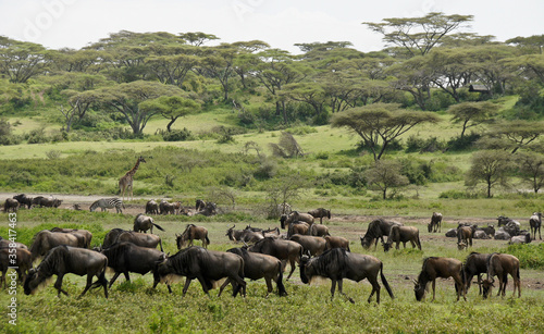 Wildebeests, common zebra, and Masai giraffe, Ngorongoro Conservation Area (Ndutu), Tanzania