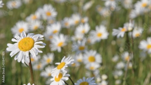 Oxeye Daisies (Leucanthemum vulgare)