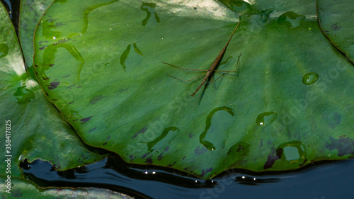 Ranatra linearis -  Water Stick Insect sits on the green wet leaf of water lily. Close-up of Ranatra linearis - aquatic bug from Nepidae family in natural habitat  in garden pond. photo
