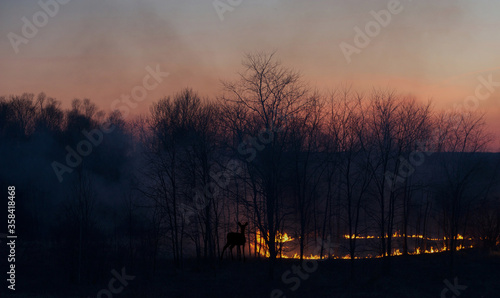 A grass fire at sunset, with a  silhouetted deer looking on, cautiously.