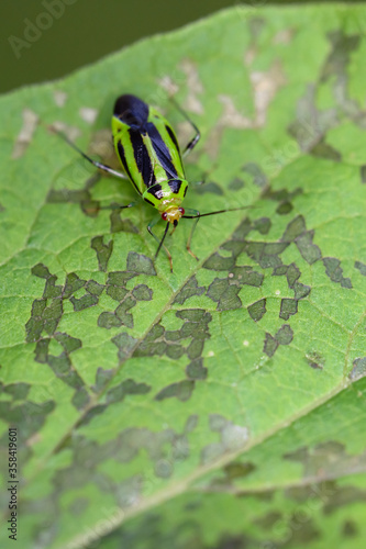 A Fourlined Plant Bug feeds on a leaf in Toronto, Ontario's Taylor Creek Park. photo
