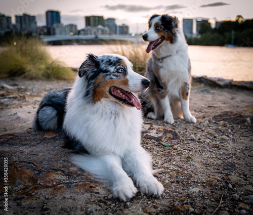 Australian Shepherd Dog in urban city. 