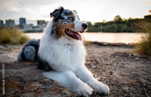 Australian Shepherd Dog in urban city. 