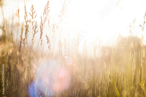 field grass on sunset background, meadow in springtime