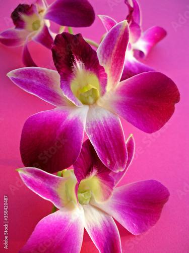 Pink and white orchids © Wagner Campelo