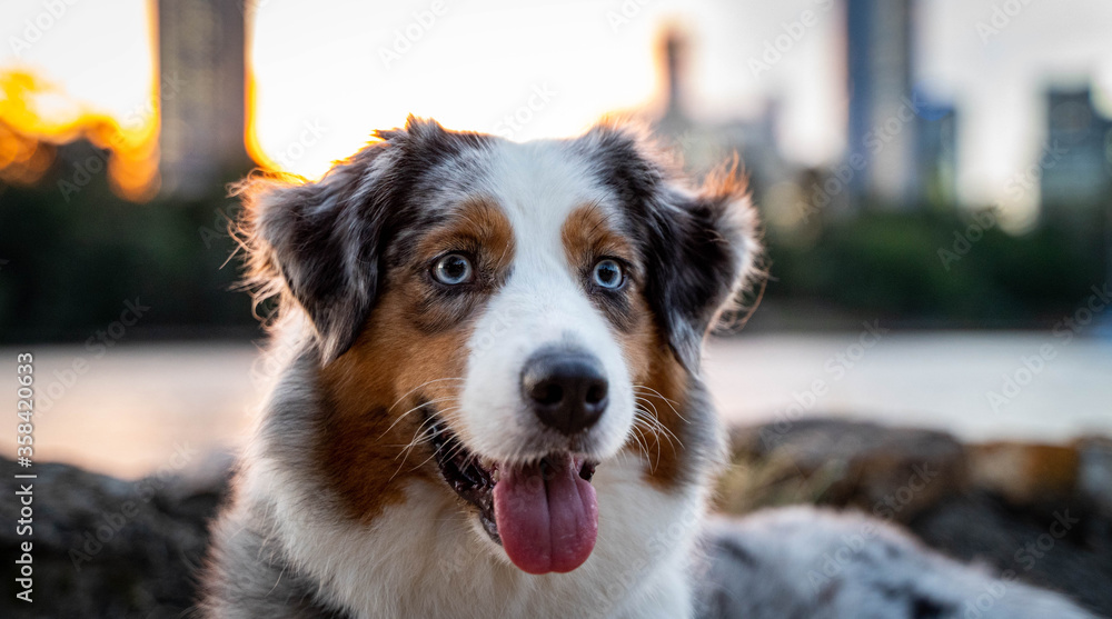Australian Shepherd Dog in urban city. Australian Shepherd Dog in urban city.