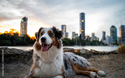 Australian Shepherd Dog in urban city. 