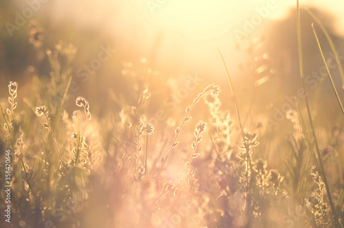 field grass on sunset background, meadow in springtime