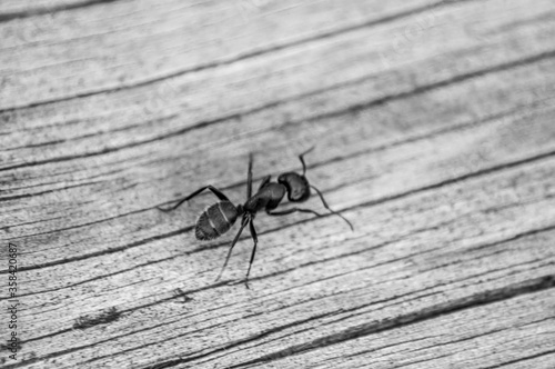 large ant on a wooden background