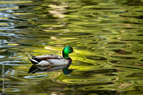 Erpel Stockente auf einem See mit Reflexion im Wasser (Anas platyrhynchos)