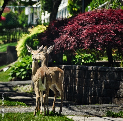 white tale deer