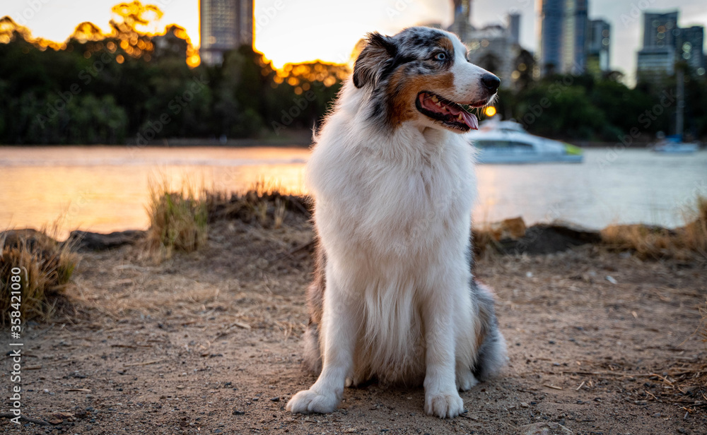 Fototapeta premium Australian Shepherd Dog in urban city. 